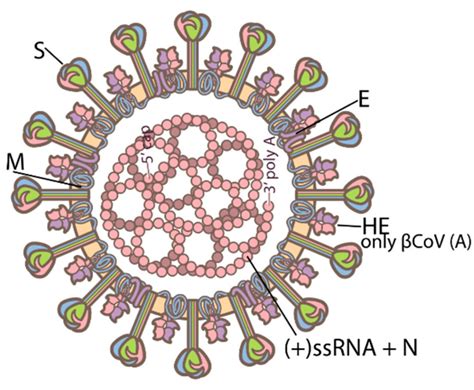 Betacoronavirus .